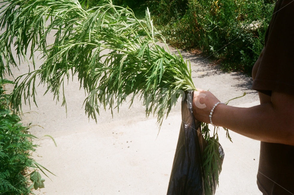 식풀,약풀,시골길,잡초,자연,손,식물,자연,plants,nature,사람,인물,인간,human,person,신체일부,몸,body