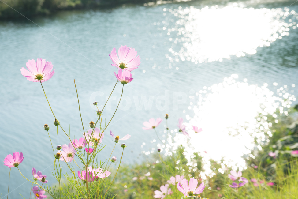 코스모스,빛,강,분홍,가을,따스함,희망,식물,자연,plants,nature,꽃,flower
