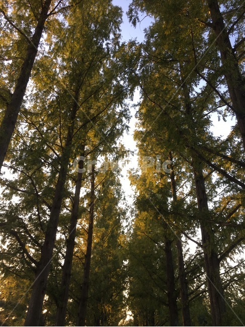 nature,삼림지,나무,tree,숲,plant,outdoors,forest,자연,작은숲,land,옥외,나무,trees,wood