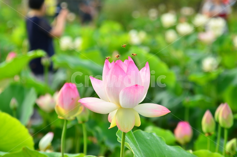 여름,연꽃,절,연잎밥,풍경,식물,자연,plants,nature,꽃,flower
