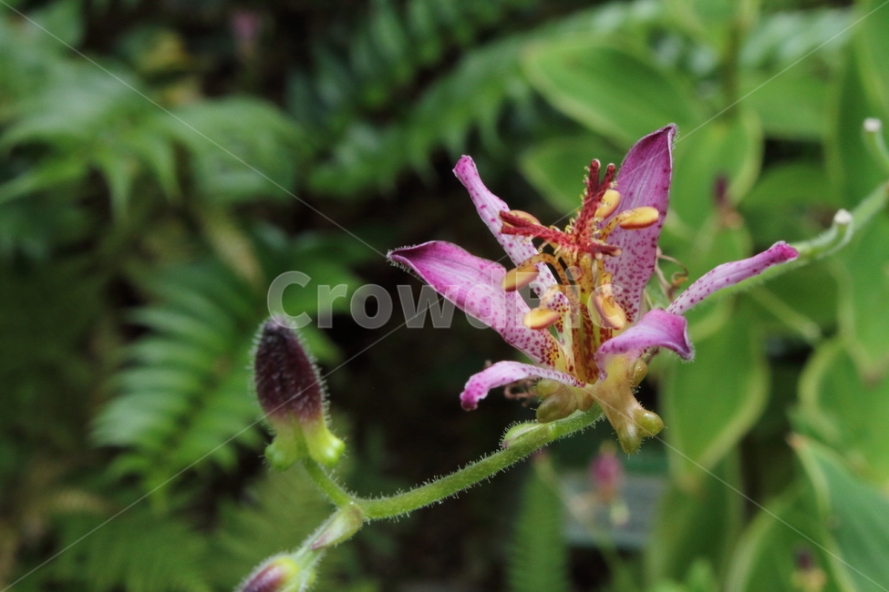 꽃,뻐꾹나리,tricyrtisdilatata,식물,백합과,식물,자연,plants,nature,꽃,flower