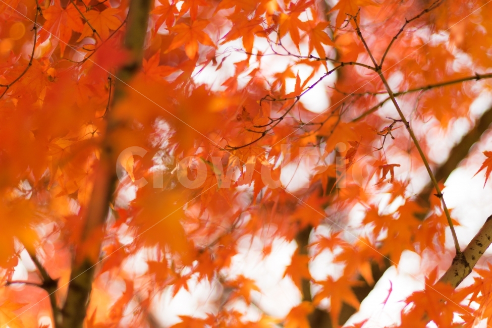 가을,단풍,나무,자연,단풍잎,알록달록,분홍,빛,감성사진,가을,계절,fall,autumn,season,식물,자연,plants,nature,색깔,색상,색채,색감,color sense,color sensitivity,feeling of color,plant,leaf,잎,tree,maple