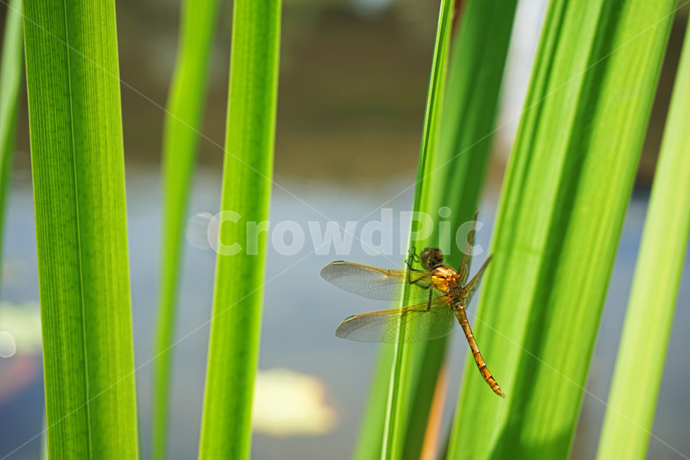 잠자리,풀잎,접사,곤충,날개,초록,물가,곤충,벌레,insect,bug