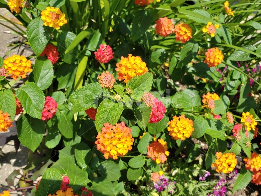꽃,노란색,분홍색,핑크,자연
