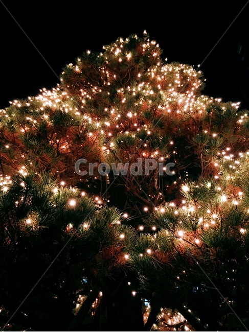 크리스마스,트리,나무,조명,어두운,반짝이는,작은조명,야경,밤,풍경,nightscape,night,landscape,christmas tree,크리스마스 트리,tree,plant,식물,ornament,장식,nature,자연,outdoors,옥외