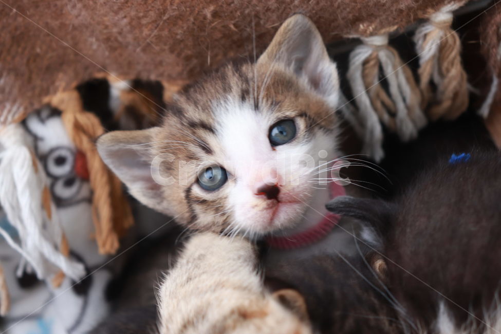 고양이,아기고양이,새끼고양이,고양이장난,동물,동물,animal,포유류,mammal,고양이,cat,kitten,kitty