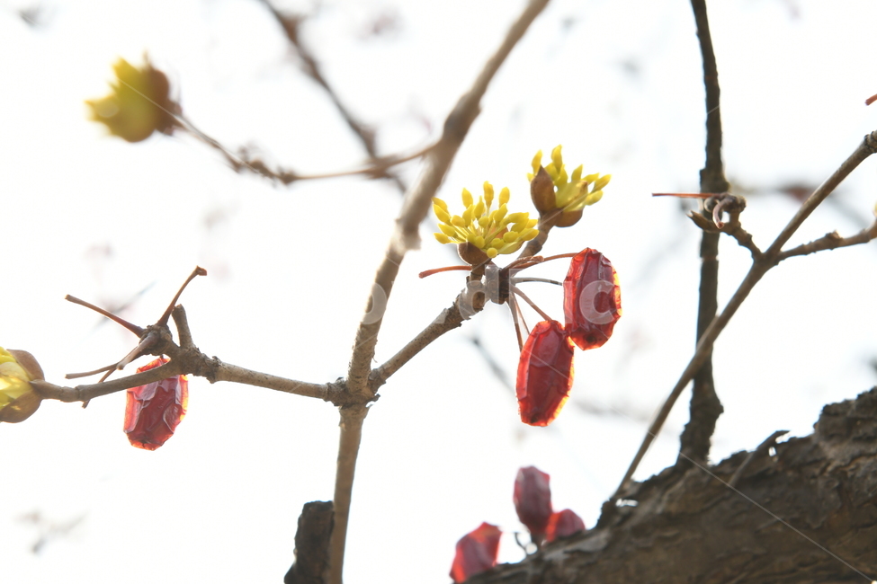 산수유,꽃,식물,나무,가지,하늘,자연,야외,봄,햇빛,햇살,노란색,plants,nature,계절,spring,season,flower,봄,계절,spring,season,식물,자연,plants,nature,꽃,flower