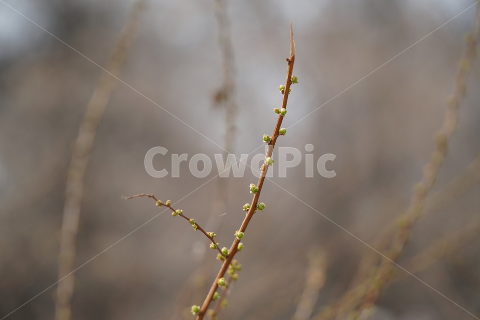새싹,봄,나무,싹틈,bud,봄,계절,spring,season,식물,자연,plants,nature