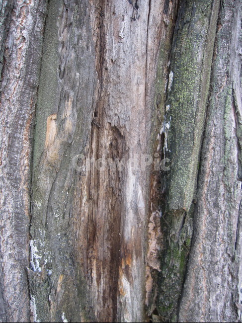 나무,나무껍질,나무표면,나무질감,나무재질,텍스쳐,질감,질감표현,tree,wood,texture,패턴,나무,trees,wood,텍스처,질감,패턴,texture,pattern