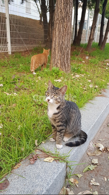 고양이,줄무늬고양이,풀,나무,길고양이,동물,animal,포유류,mammal,고양이,cat,kitten,kitty