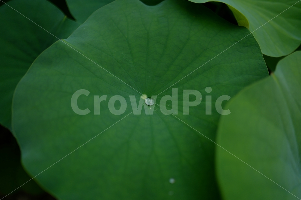 연잎,물방울,연꽃,초록,잎,식물,자연,plants,nature