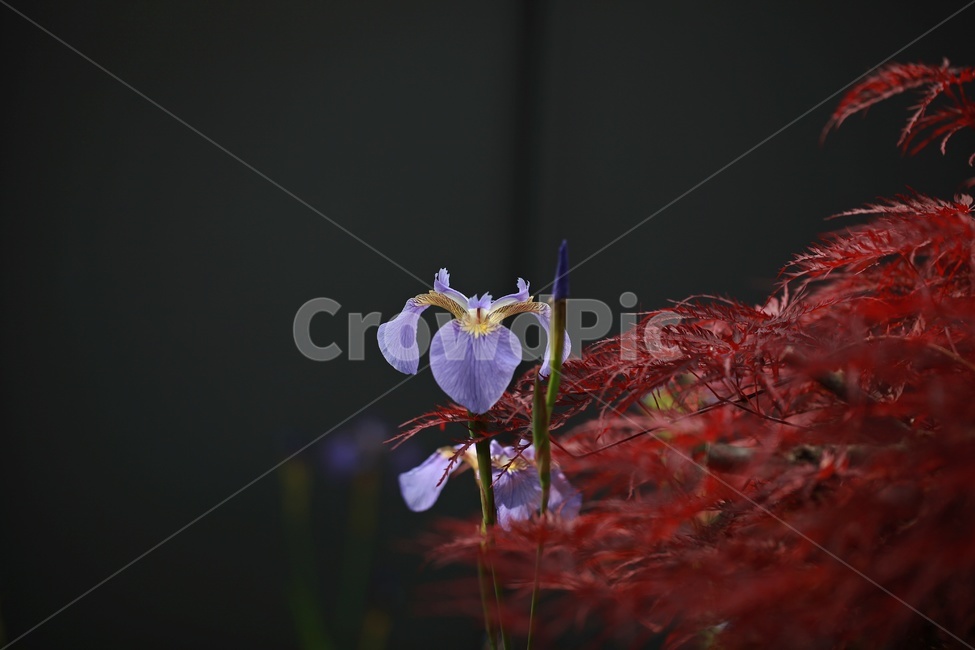 청포,보라색,꽃,식물,봄꽃,식물,자연,plants,nature,꽃,flower