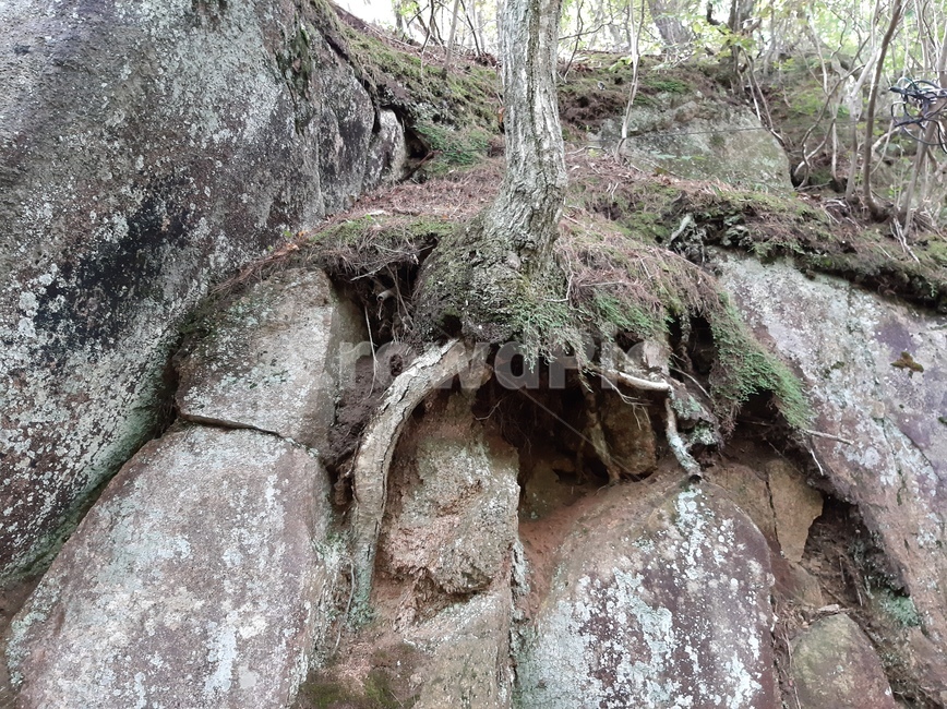rock,바위,자연,뿌리,식물,plant,root