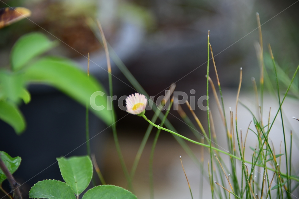 꽃,자연,식물,야생화,nature,flower,감성,feeling,배경,백그라운드