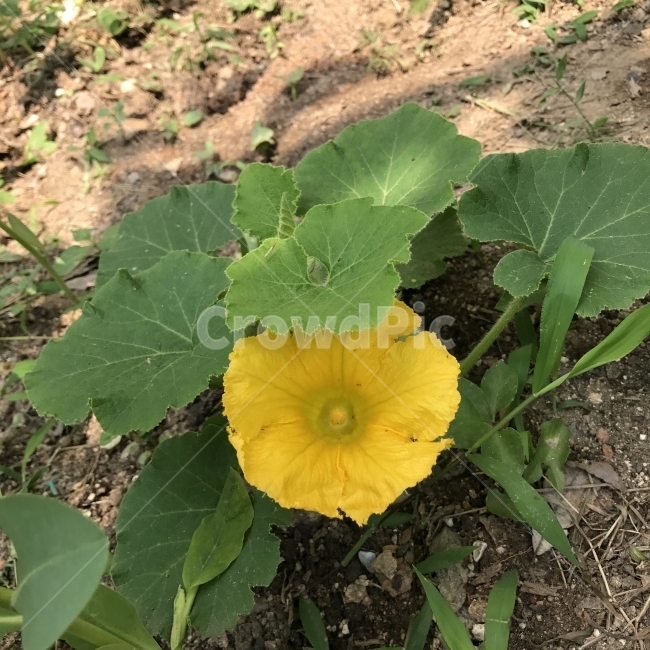 호박,호박꽃,노란꽃,Pumpkin,Gourd,Squash,박과,한해살이풀,Cucurbitaspp,덩굴식물,열매식물,식용,조리용,식재,채소,꽃,Flower,식물,자연,plants,nature,꽃,flower