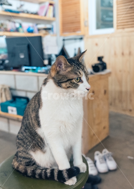 반려묘,고양이,냐옹이,묘,스튜디오,애완묘,cat,animal,동물,animal,포유류,mammal,고양이,cat,kitten,kitty