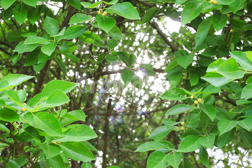 나뭇잎,초록,햇빛,나무,식물,여름,녹색,숲,봄,plants,nature,trees,wood,forest,green,summer,leaf