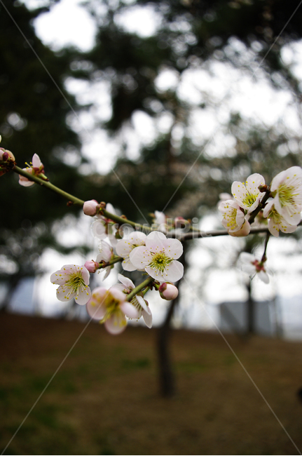 꽃,flower,매화,봄,spring,계절,식물,plant,자연,nature,식물,자연,plants,nature,꽃,flower