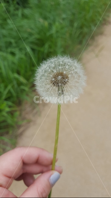 민들레홀씨,홀씨,자연,식물,꽃,식물,자연,plants,nature