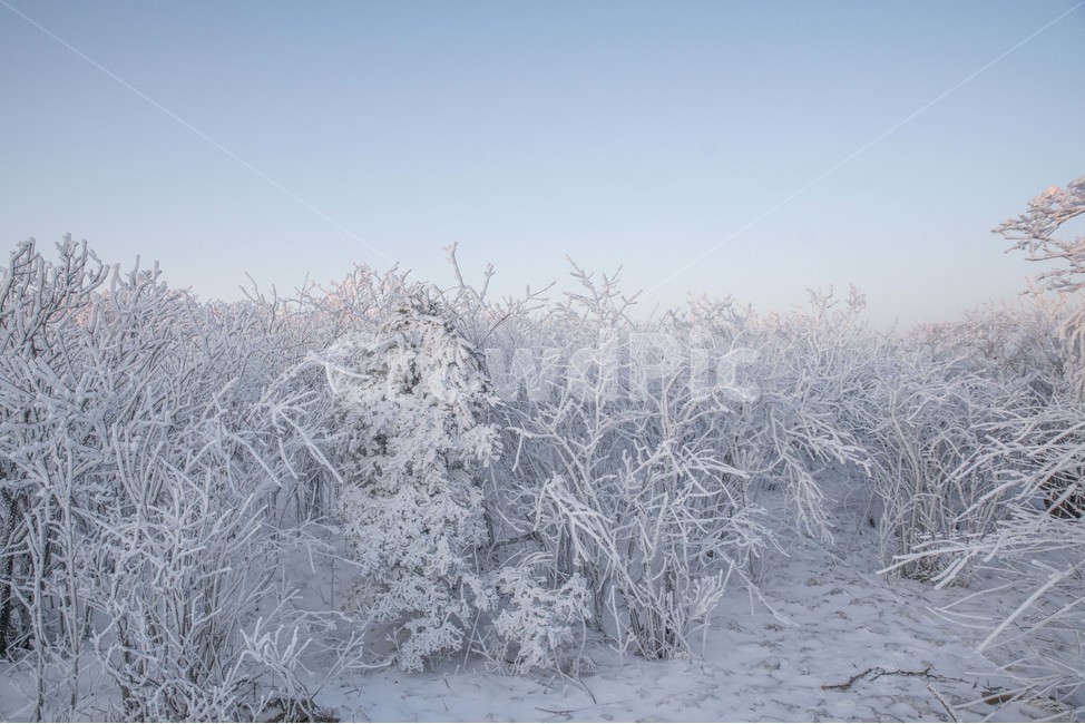 겨울,풍경,상고대,눈꽃,태백산,겨울,계절,winter,season