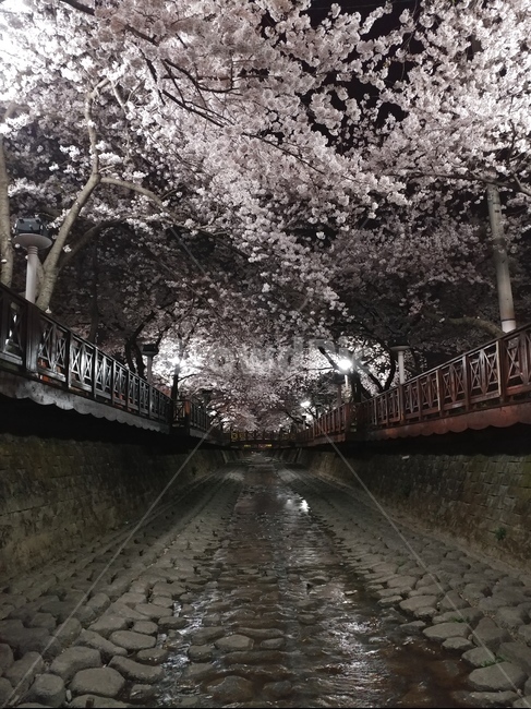 4월의꽃,벚꽃,몽환적,꽃,봄꽃,밤벚꽃,밤풍경,야경,진해,군항제,로망스다리,진해여좌천
