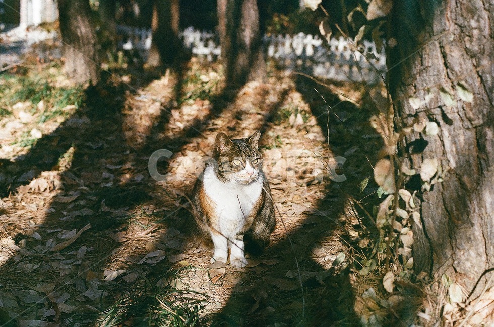 필름사진,고양이,길고양이,놀이터,감성사진,동물,animal,포유류,mammal,고양이,cat,kitten,kitty
