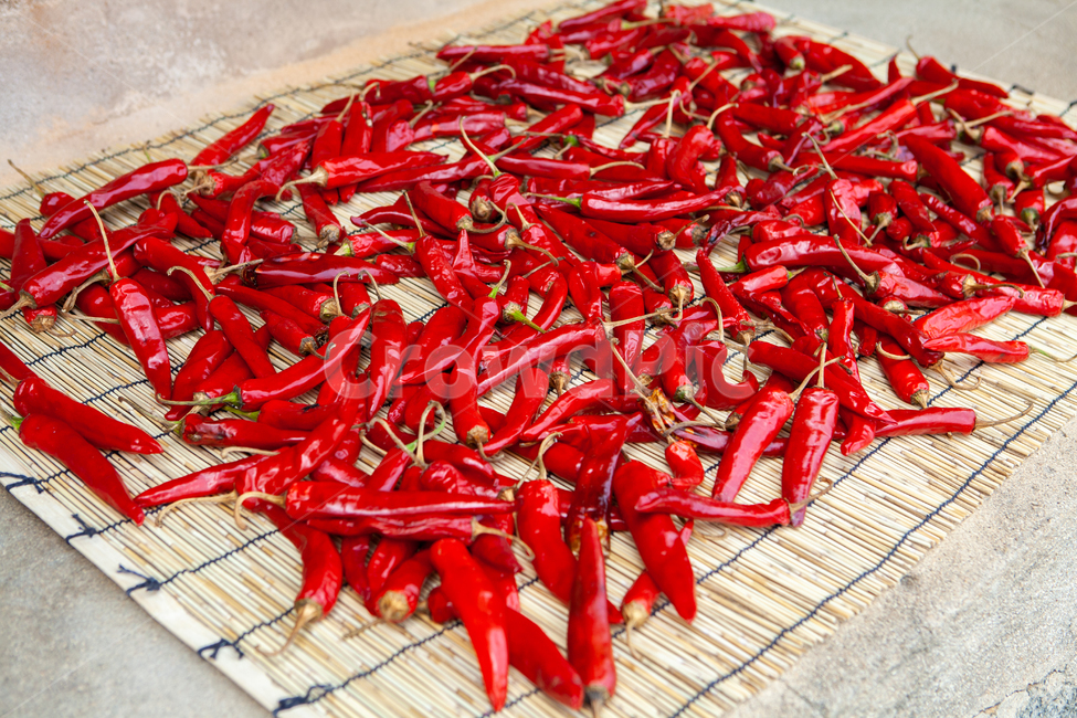 pepper,Red,harvest,red pepper,environment,nature,plant,Korean,autumn,tradition