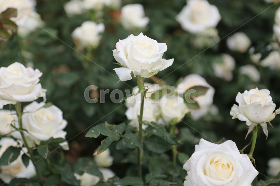 올림픽공원,장미정원,장미,꽃,여름,공원,정원,식물,자연,plants,nature,꽃,flower