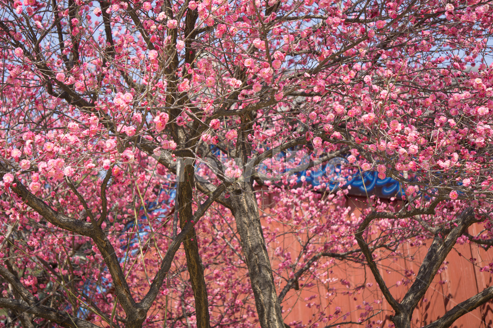 홈매화,봄날,봉은사,감성사진,스냅,봄,계절,springseason,식물,자연,plants,nature,꽃,flower,봄,계절,spring,season,식물,자연,plants,nature,꽃,flower,나무,trees,wood,plant