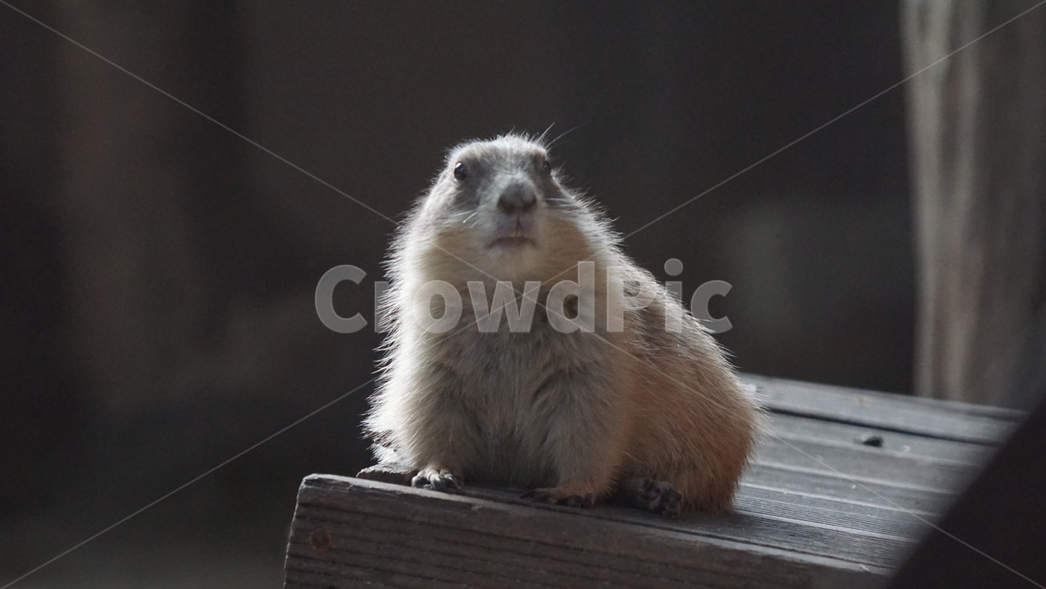 wood,나무,plywood,합판,프레리독,검은꼬리프레리독,동물원,프레리,동물,animal,포유류,mammal