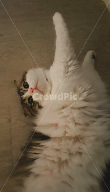 고양이,반려동물,동물,포유류,귀여움,애교,cat,kitty,kitten,animal,mammal,휴식,스트레칭,귀여운,cute,pet,반려묘,애완동물,동물,animal,포유류,mammal,고양이,cat,kitten,kitty