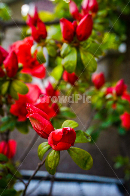 자연,blossom,꽃,plant,식물,flower,장미,식물,자연,plants,nature,꽃,flower