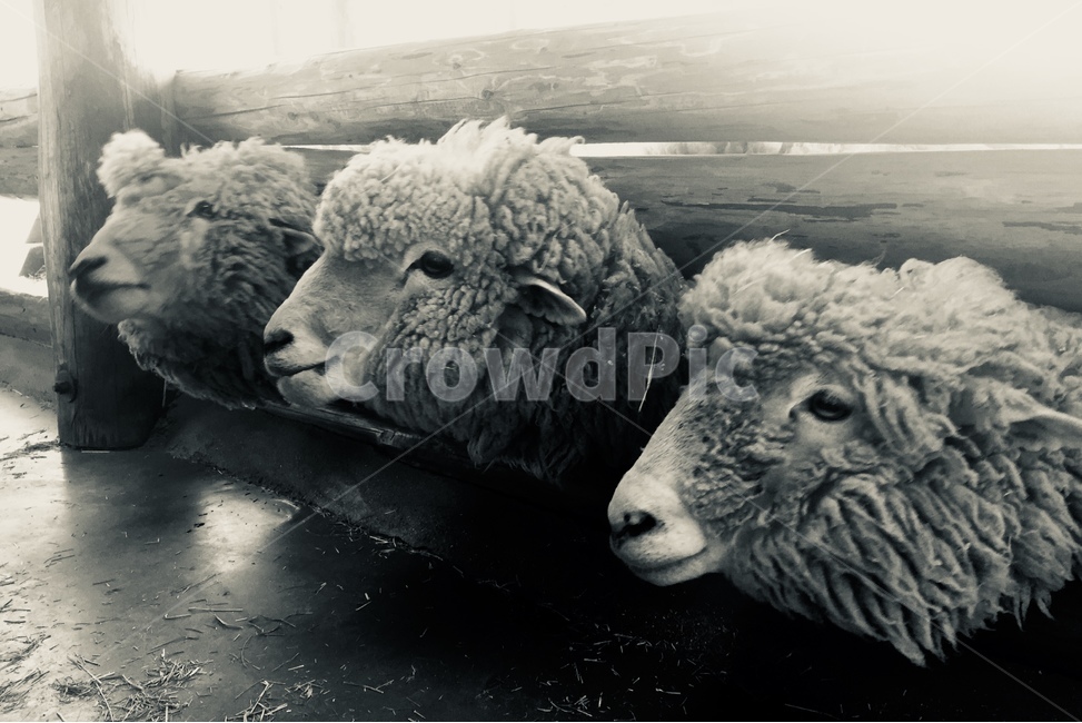 양,동물,흑백,양떼,배경,애완동물,양털,동물,animal,포유류,mammal,산업,industry,industrial,목축업,목장,livestock farming,ranching,pasture