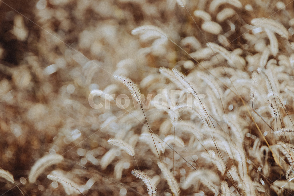 grass,plant,식물,lawn,잔디,갈대,노을,역광,가을,계절,fall,autumn,season