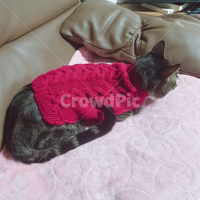 고양이,한국고양이,고등어,집사,cat,koreacat,pet,kitten,knitting,red,뜨개질,동물,animal,포유류,mammal,고양이,cat,kitten,kitty