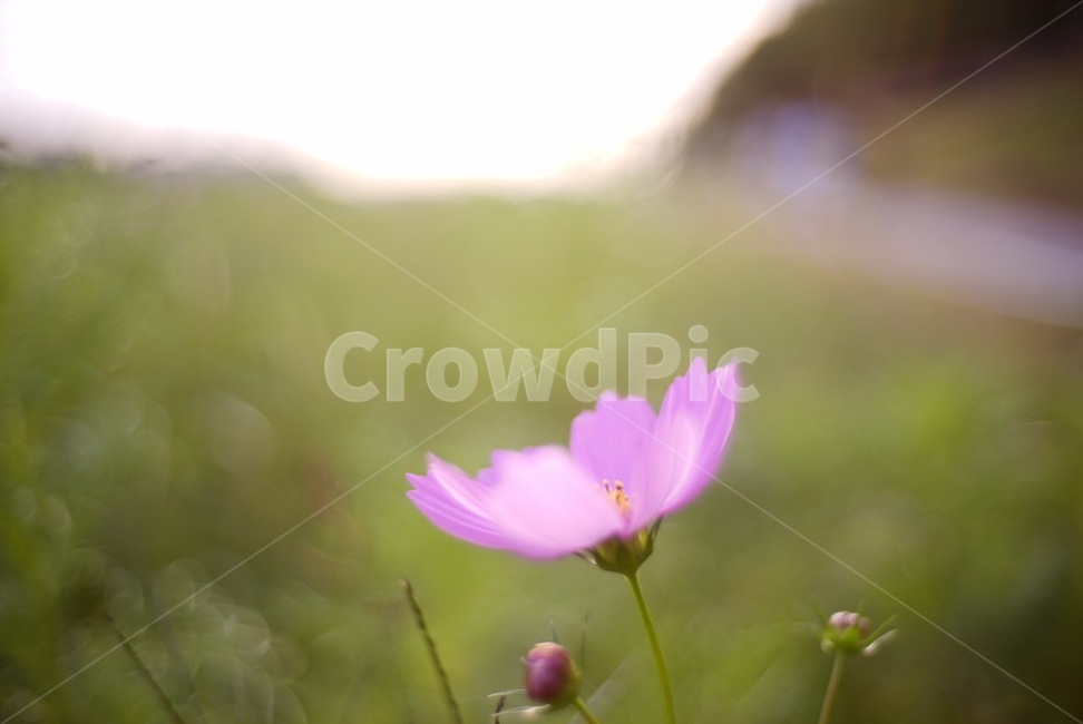 코스모스,한송이,꽃,식물,자연,풀,식물,자연,plants,nature,꽃,flower