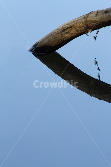 나무,물,반영,그림자,reflection,식물,자연,풍경,nature,landscape