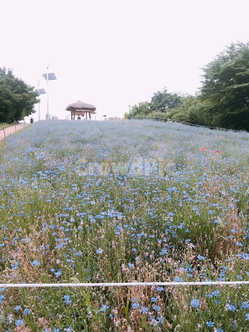 꽃,꽃동산,파란꽃,꽃밭,꽃놀이