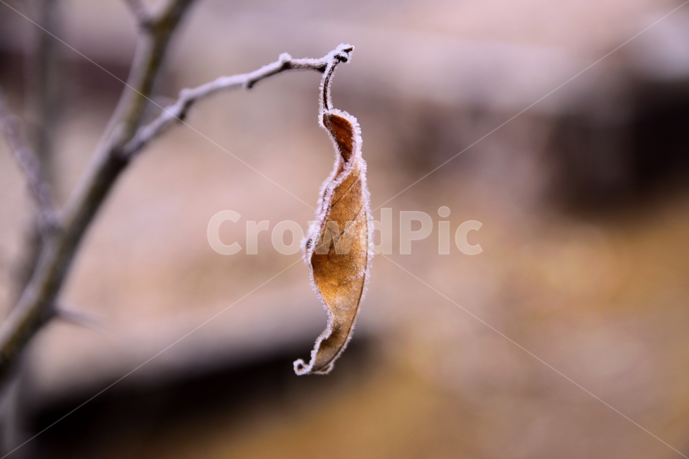 겨울,눈,추위,차가움,식물,낙엽,겨울,계절,winter,season,식물,자연,plants,nature,감성,sensible,feeling