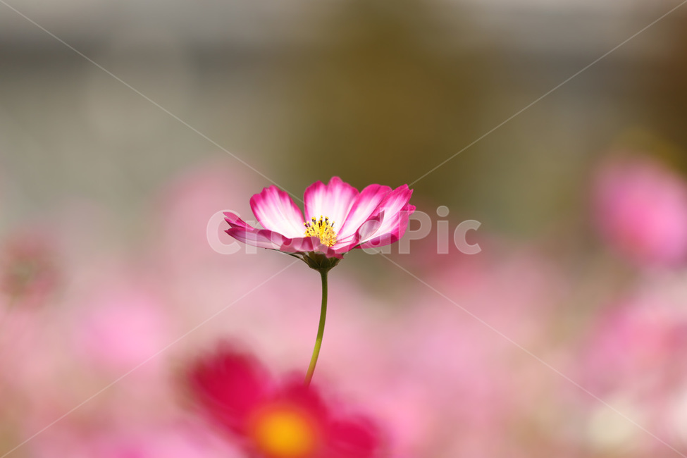 코스모스,빨강,자연,연분홍,사랑,식물,자연,plants,nature,꽃,flower