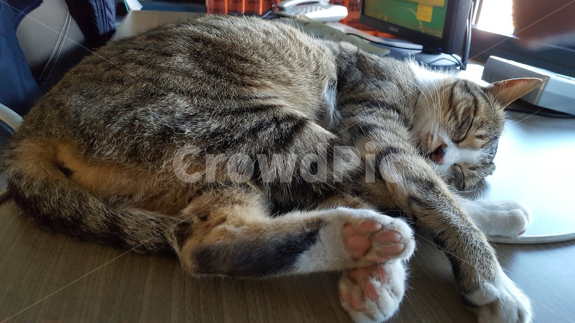 cat,고양이,동물,길냥이,힐링