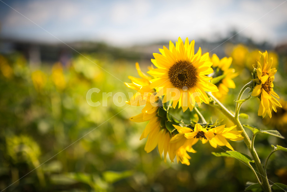 해바라기,sunflower,꽃,꽃밭,노랑,노란색,yellow,green,초록색,하늘,구름,cloud,sky,blue,하늘색,초록,여름,summer