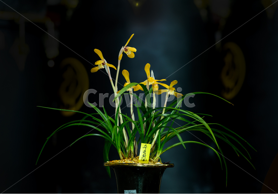 춘란,춘난,야생화,한국춘란,봄꽃,식물,자연,plants,nature,꽃,flower,실내용화초,화분,화초,house plant