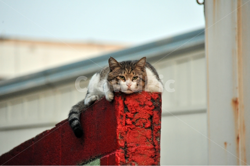 고양이,담,담장,길거리,길고양이,동물,cat,빨간담,애묘,동물,animal,포유류,mammal,고양이,cat,kitten,kitty