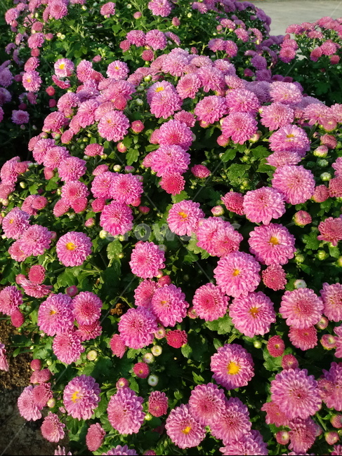 국화,꽃,plant,식물,flower,다년생초본식물,오상고절,관상식물,소국,식물,자연,plants,nature,꽃,flower