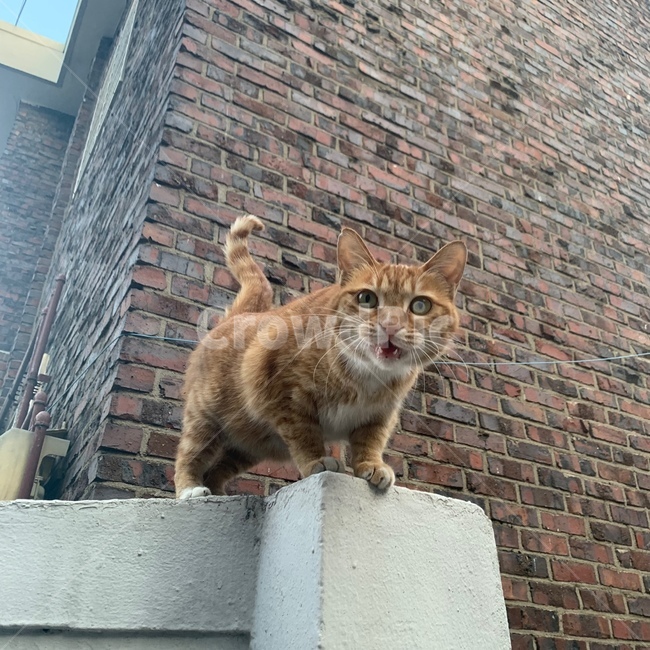 고양이,길고양이,cat,kitten,동물,animal