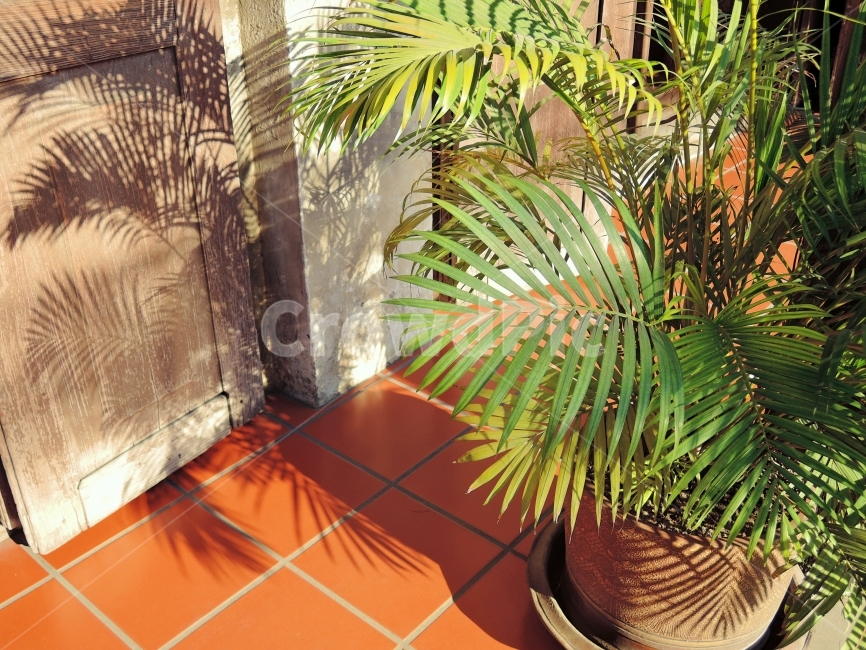 야자수,그림자,햇빛,오후,초록,palms,shadow,day,한낮,하루,주황,열대지방,열대,벽,문,door,greem,타일,대리석,화분,나무,가지,잎,sunny,따뜻한,길거리,식물,자연,plants,nature