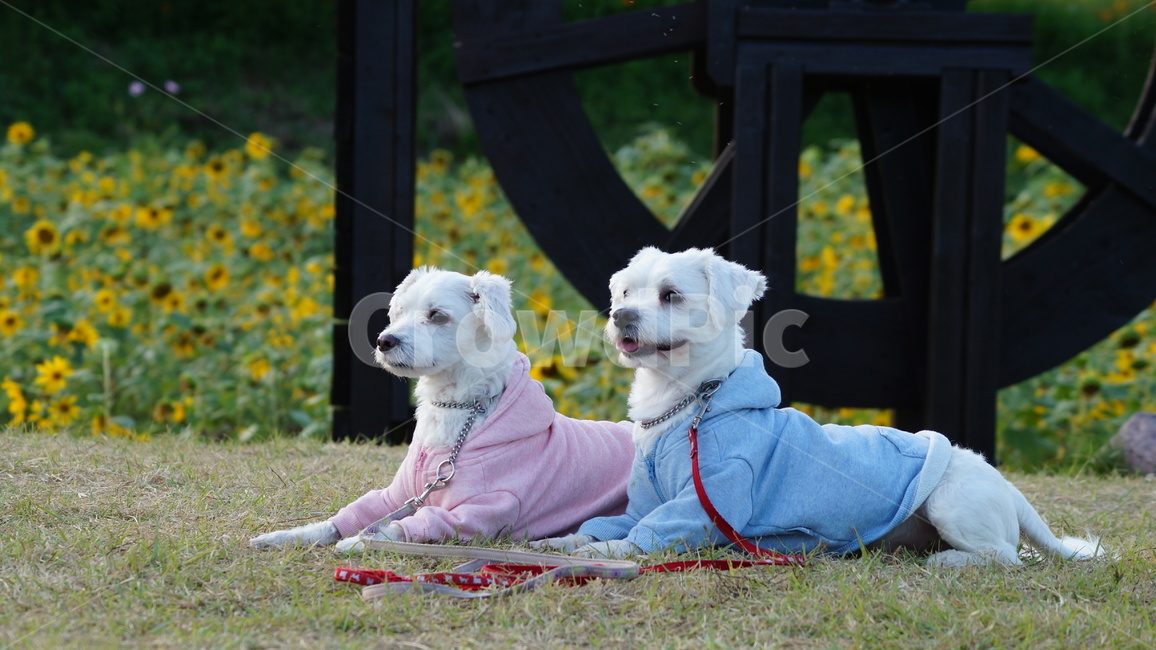 강아지,애견,반려견,애완견,dog,동물,animal,포유류,mammal,개,강아지,dog,doggy