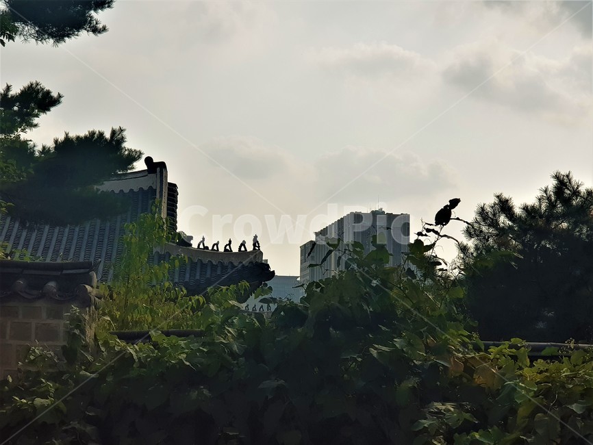 경복궁,고궁,한국전통,한국문화,koreantraditional,koreanculture,랜드마크,landmark,한국랜드마크,touristattraction,한국관광지,한국명소,korealandmark,koreatouristattraction,나무,plant,tree,nature,자연,outdoors,옥외,지붕,roof,하늘,sky,기와