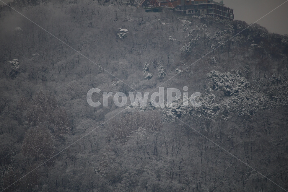 눈,겨울,남산,숲,눈덮인숲,나무,tower,겨울남산,한국남산,겨울남산,겨울,계절,winter,season